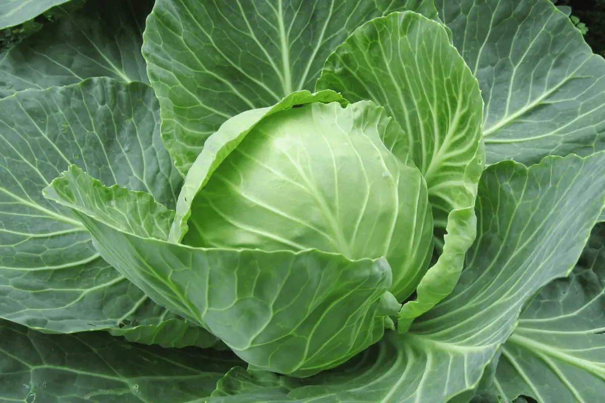 cabbage-lysine-arginine-ratio-lysine-arginine-guide