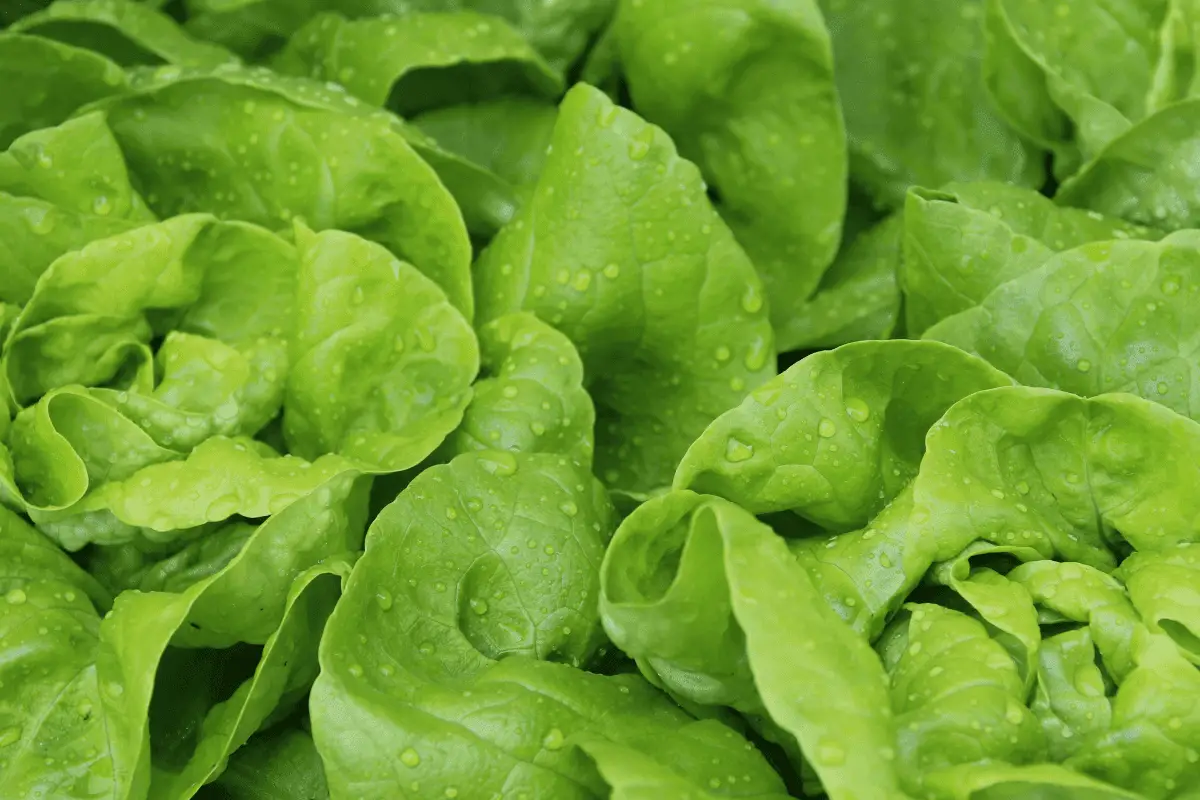 Lettuce Lysine Arginine Ratio Lysine Arginine Guide